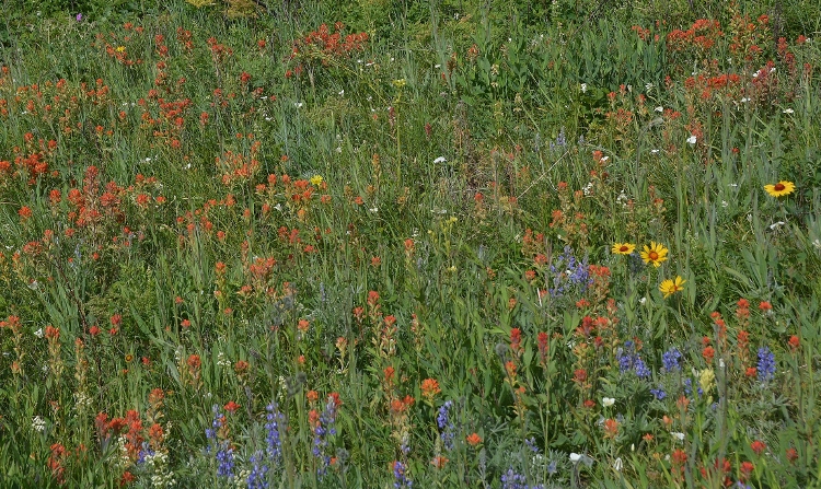 wildflowers